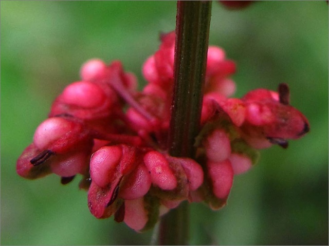 sm 952 Fiddle Dock.jpg - Close up of Fiddle Dock (Rumex pulcher)